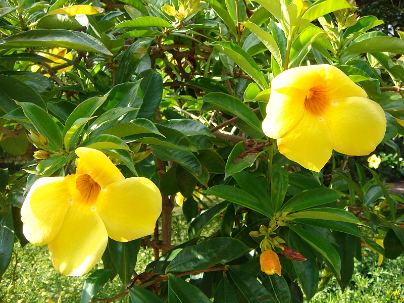 210 Longwood Gardens [2008 August 23].JPG - Longwood Gardens in Pennsylvania